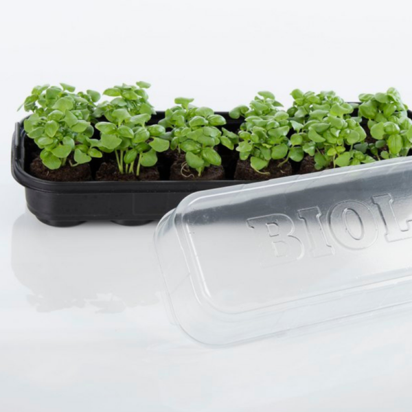windowsill propagator, seed trays with lids
